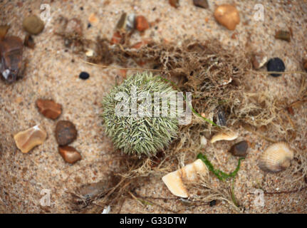 Seeigel auf den Sand am Ufer Meeres. Stockfoto