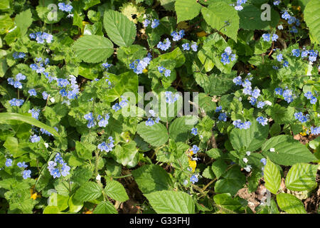 Patch der schöne blaue Vergissmeinnicht Blumen in einem wilden Garten in der Nähe von Stockport Cheshire England Vereinigtes Königreich UK Stockfoto