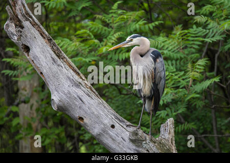 Great Blue Heron in der Zucht Gefieder Stockfoto