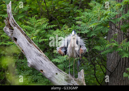 Great Blue Heron in der Zucht Gefieder Stockfoto