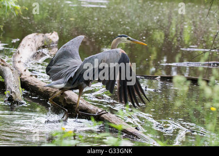 Great Blue Heron in der Zucht Gefieder Stockfoto