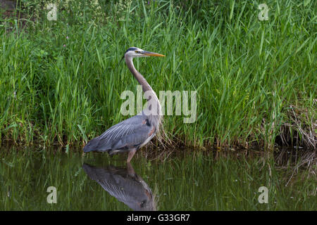 Great Blue Heron in der Zucht Gefieder Stockfoto