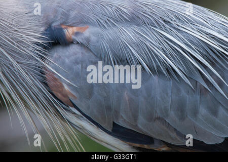 Great Blue Heron in der Zucht Gefieder Stockfoto