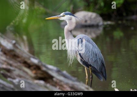 Great Blue Heron in der Zucht Gefieder Stockfoto