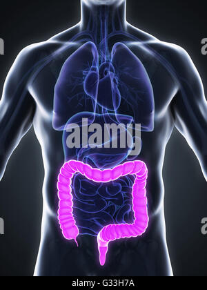 Anatomie des Dickdarms Stockfoto