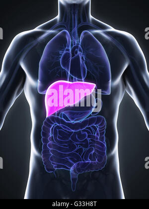 Anatomie der Leber Stockfoto