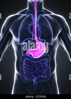 Anatomie der menschlichen Magen Stockfoto