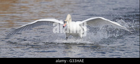 Höckerschwan Landung im Wasser in seinem Lebensraum Stockfoto