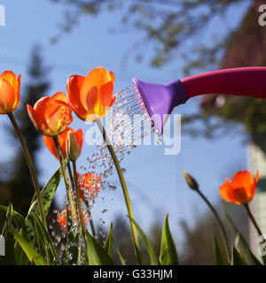 Bewässerung rote Tulpen aus einer Gießkanne. Der Anbau von Blumen, die in das Land außerhalb der Stadt Stockfoto