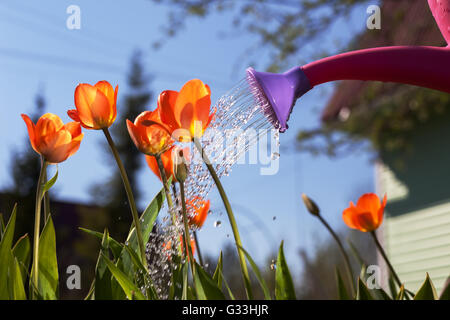 Rote Tulpen aus einer Gießkanne gießen. Der Anbau von Blumen des Landes außerhalb der Stadt Stockfoto