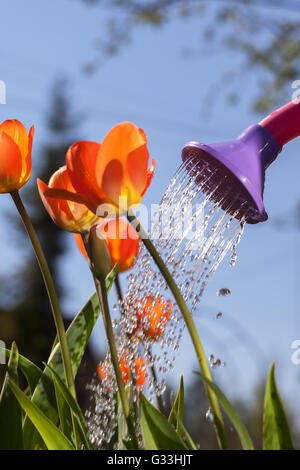 Rote Tulpen aus einer Gießkanne gießen. Der Anbau von Blumen des Landes außerhalb der Stadt Stockfoto