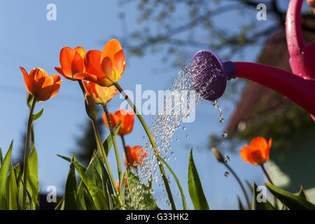 Rote Tulpen aus einer Gießkanne gießen. Der Anbau von Blumen des Landes außerhalb der Stadt Stockfoto