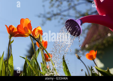 Bewässerung rote Tulpen aus einer Gießkanne. Der Anbau von Blumen, die in das Land außerhalb der Stadt Stockfoto