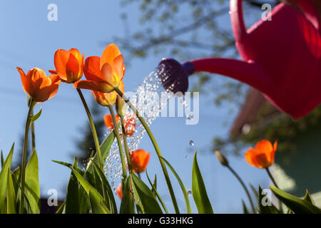 Rote Tulpen aus einer Gießkanne gießen. Der Anbau von Blumen des Landes außerhalb der Stadt Stockfoto