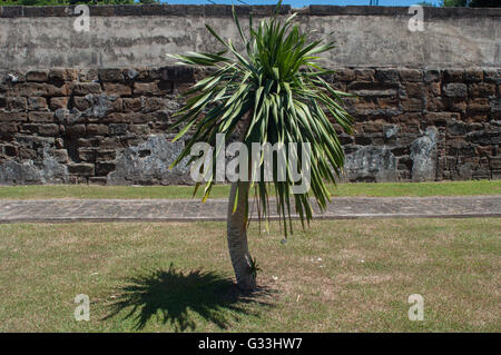 Eine Palme wächst in der Nähe auf dem Hof in der Nähe von der Wand. Stockfoto