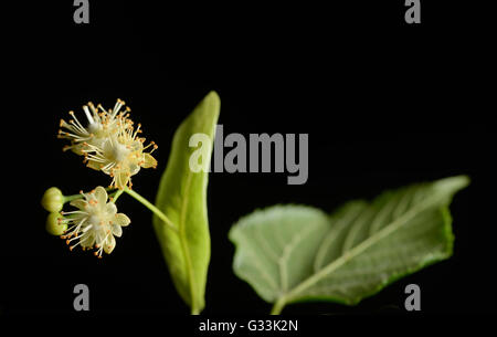 Blüten der Linde auf schwarzem Hintergrund Stockfoto