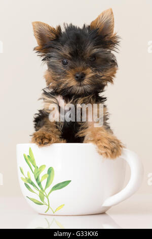 In einer Teetasse Yorkie Stockfoto