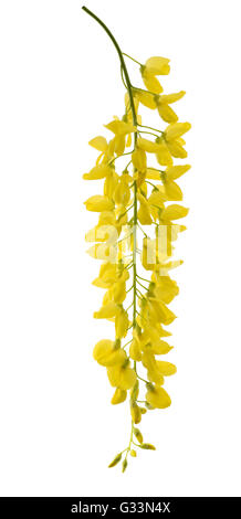 goldene Kette (Laburnum Anagyroides) isoliert auf weiss Stockfoto