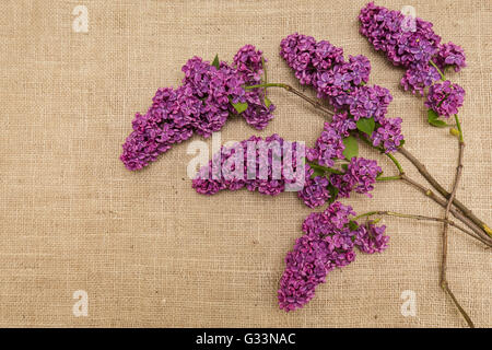 Lila Blüten auf einem Sackleinen. Syringa. Stockfoto