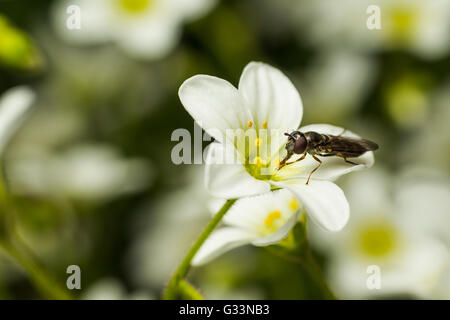 Nahaufnahme von Bee Syrphe Insekten sammeln Blütenpollen von weißen Saxifraga Blume Stockfoto