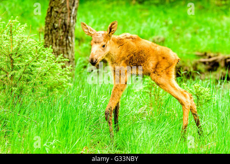 Elch (Alces Alces), hier ein zwei Tage alten Kalb mit Schlamm auf die unteren Teile der Beine. Es steht im grünen Rasen mit Bäumen ich Stockfoto