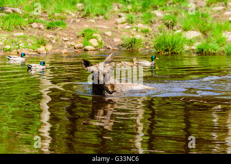 Elch (Alces Alces), ist hier ein Stier in einem Waldsee Baden. Die meisten des Körpers ist unter Wasser getaucht. Stockfoto