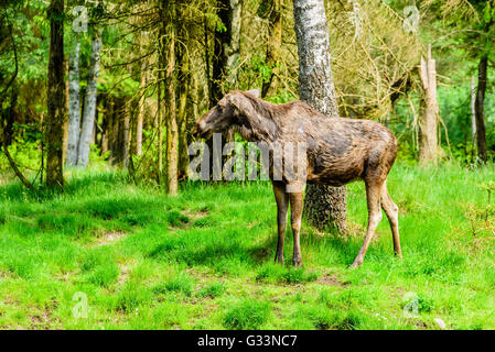 Elch (Alces Alces), steht hier eine Kuh vor einer Birke nach einem Bad im See. Stockfoto