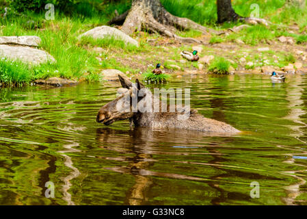 Elch (Alces Alces), ist hier ein Stier in einem Waldsee Baden. Die meisten des Körpers ist unter Wasser getaucht. Stockfoto