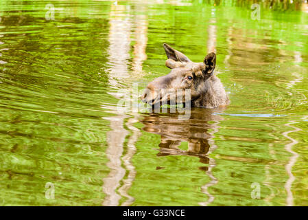 Elch (Alces Alces), ist hier ein Stier in einem Waldsee Baden. Die meisten des Körpers ist unter Wasser getaucht. Stockfoto