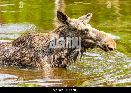 Elch (Alces Alces), hier ist eine Kuh in der Süßwassersee hautnah mit ein wenig Rasen im Vordergrund. Stockfoto