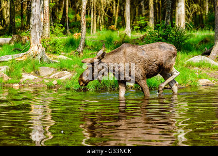 Elch (Alces Alces), ist hier ein Stier in der Waldsee in der Nähe der Küste spazieren. Stockfoto