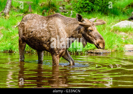 Elch (Alces Alces), ist hier ein Stier in der Waldsee in der Nähe der Küste spazieren. Stockfoto