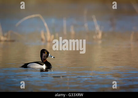 Ring – Necked Duck - Drake Stockfoto