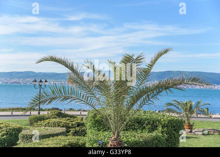 Exotische Strandpromenade mit Palmen Bäume Closeup. Stockfoto