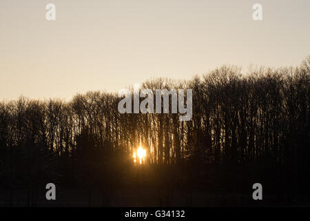 Die Sonne geht hinter der Waldgrenze. Stockfoto