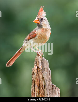 Eine weibliche nördliche Kardinal thront auf einem Baumstumpf Pinien. Stockfoto