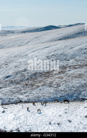 Eine Herde von Przewalski-Pferden (sonst bekannt als Takhi) Weiden in der Hustai National Park, der Mongolei, im Winter. Stockfoto