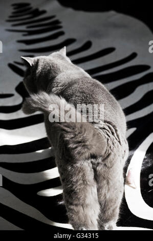 Lauert britische blaue Katze über Zebra Haut Rug schlängelt sich Stockfoto