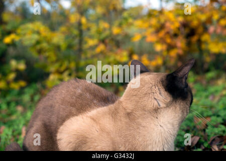 Birmanische Katze in unter dem Laub Stockfoto