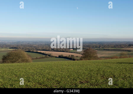 Mit Blick auf eine junge Ernte des Weizens zu Winter Landschaft und Ackerland in West Berkshire, Januar Stockfoto