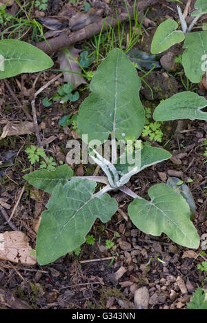 Eine junge Klette, Arctium minus, Pflanze im Frühling, April Stockfoto