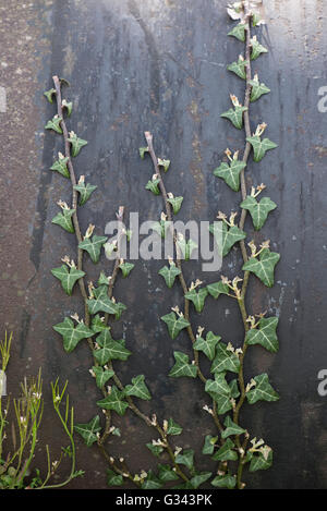 Junge Efeu schießt, Hedera Helix, Klettern und klammerte sich an einem großen Metallrohr, April Stockfoto