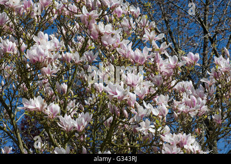 Chinesische Magnolie, Magnolia X soulangeana, Baum in voller Blüte im Frühjahr, Berkshire, April Stockfoto