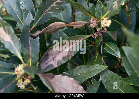 Überwinterung Kälte oder Wind nekrotische Beschädigung süße Bucht, Laurus Nobilis, Blätter, Berkshire, April Stockfoto