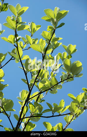 Junge Blätter eines whitebeam Baum, Sorbus aria, vor blauem Frühlingshimmel, Berkshire, Mai Stockfoto