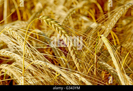 EINZIGEN OHR DER WEIZENANBAU IM FELD Stockfoto