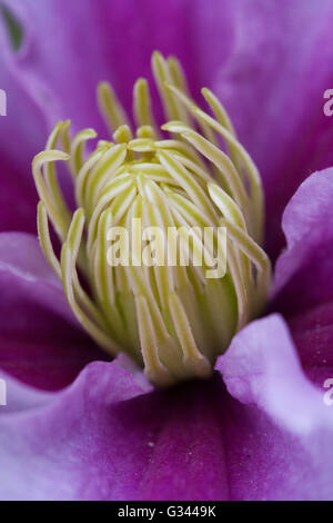 Clematis Piilu Sommer blühenden Clematis Stockfoto