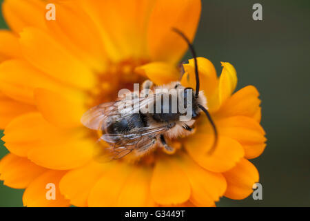 Biene, die Fütterung von Marrgold Blume Stockfoto