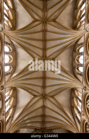 Steinerne Gewölbe (innen / innen) über dem Hauptschiff der Kathedrale von Lincoln, Lincoln. VEREINIGTES KÖNIGREICH. Stockfoto