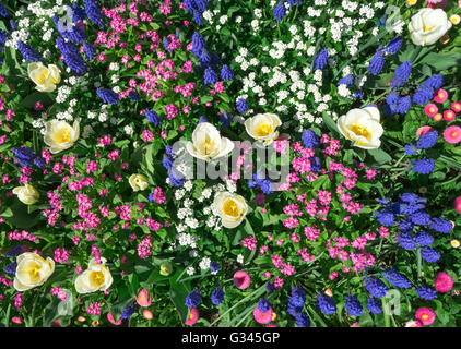 Bunte Blumenbeet im Frühjahr Stockfoto